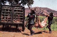 Charlton Heston - Planet of the Apes